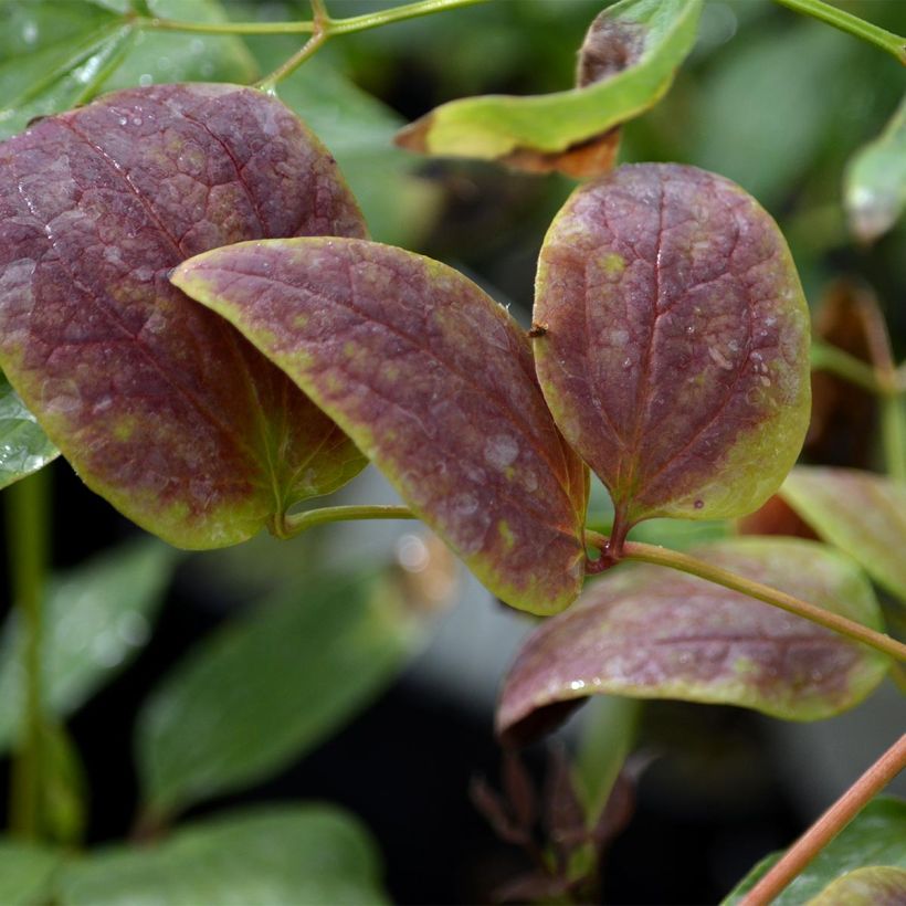 Clematis recta Purpurea - Waldrebe (Foliage)