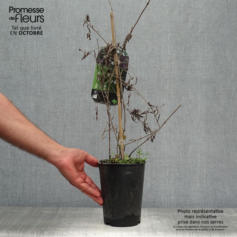 Example of Clematis recta Purpurea - Waldrebe Topf mit 2L/3L as you get in automne
