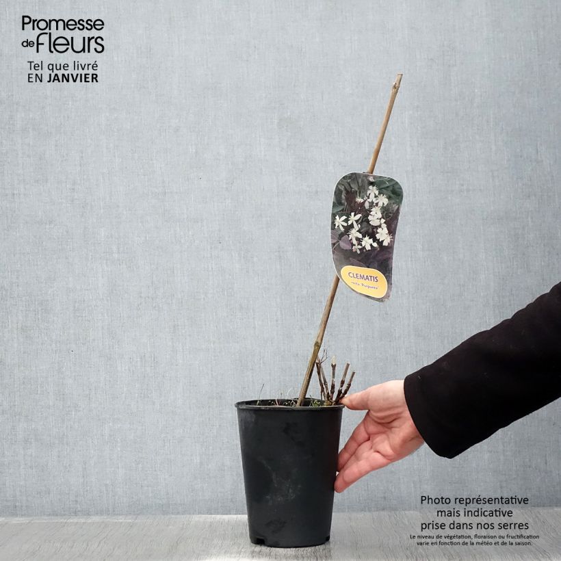 Exemplar von Clematis recta Purpurea - Waldrebe Topf mit 2L/3L wie im Winter geliefert