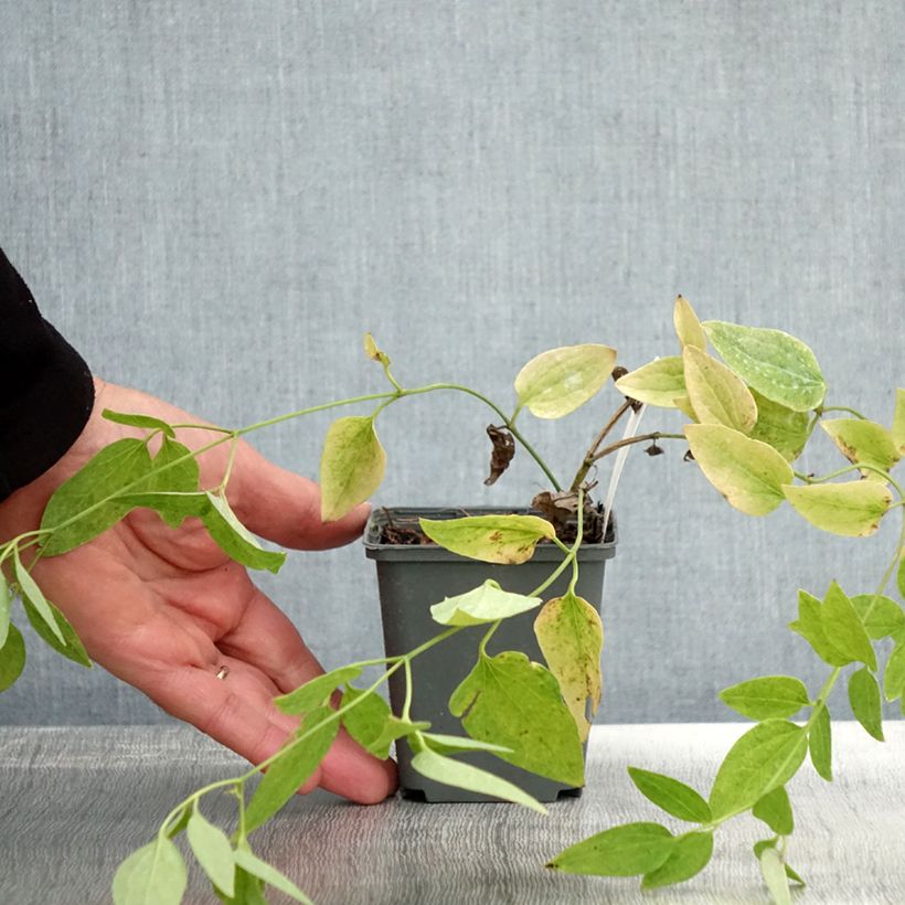 Example of Clematis recta Purpurea - Waldrebe Kleine Töpfe von 8/9 cm as you get in automne