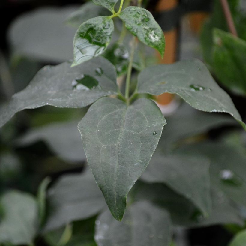 Waldrebe Huldine - Clematis (Foliage)