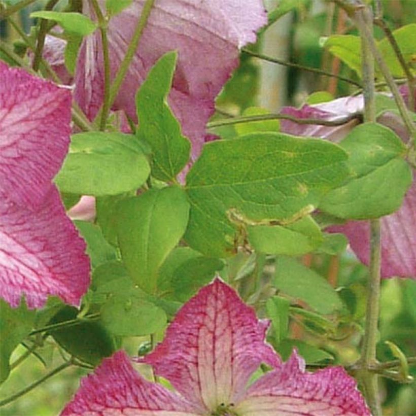 Clematis viticella I am Happy - Waldrebe (Foliage)