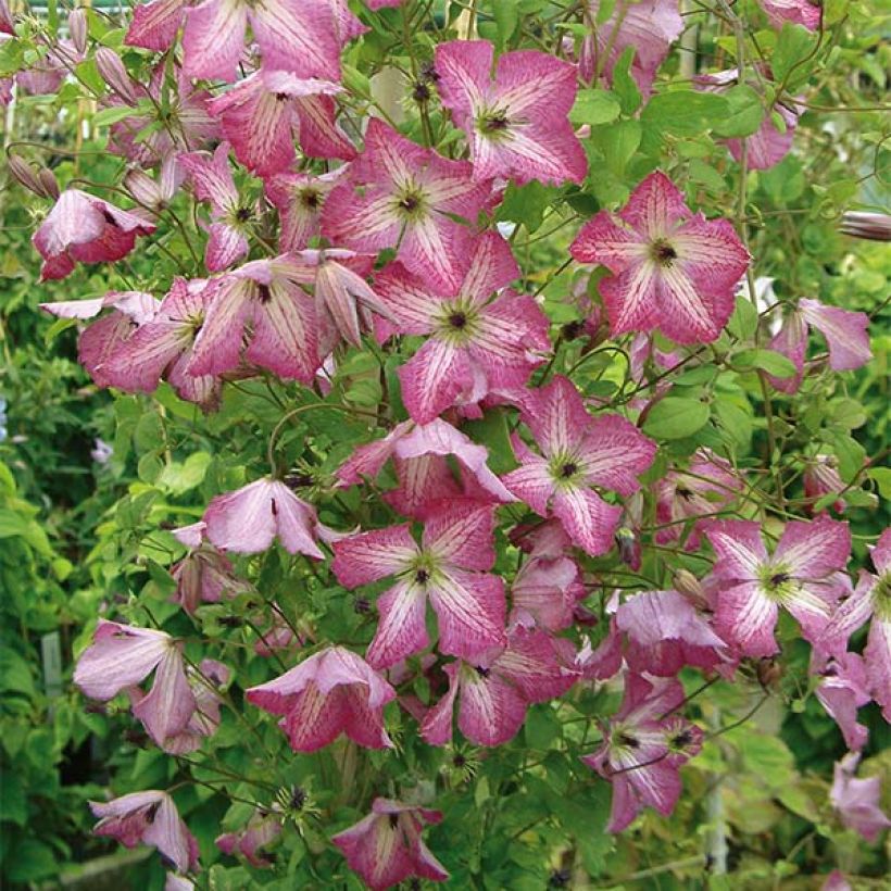 Clematis viticella I am Happy - Waldrebe (Flowering)