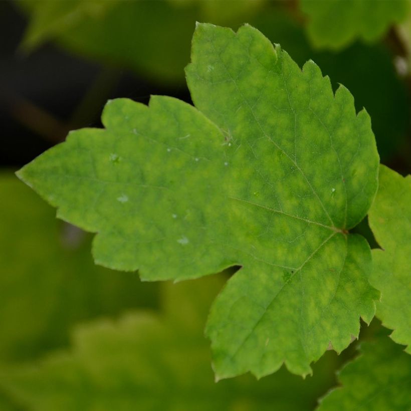 Clematis heracleifolia Stanislaus - Stauden-Waldrebe (Foliage)