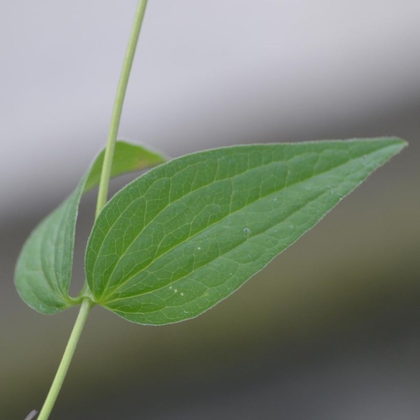 Clematis integrifolia Alba - Stauden-Waldrebe (Foliage)