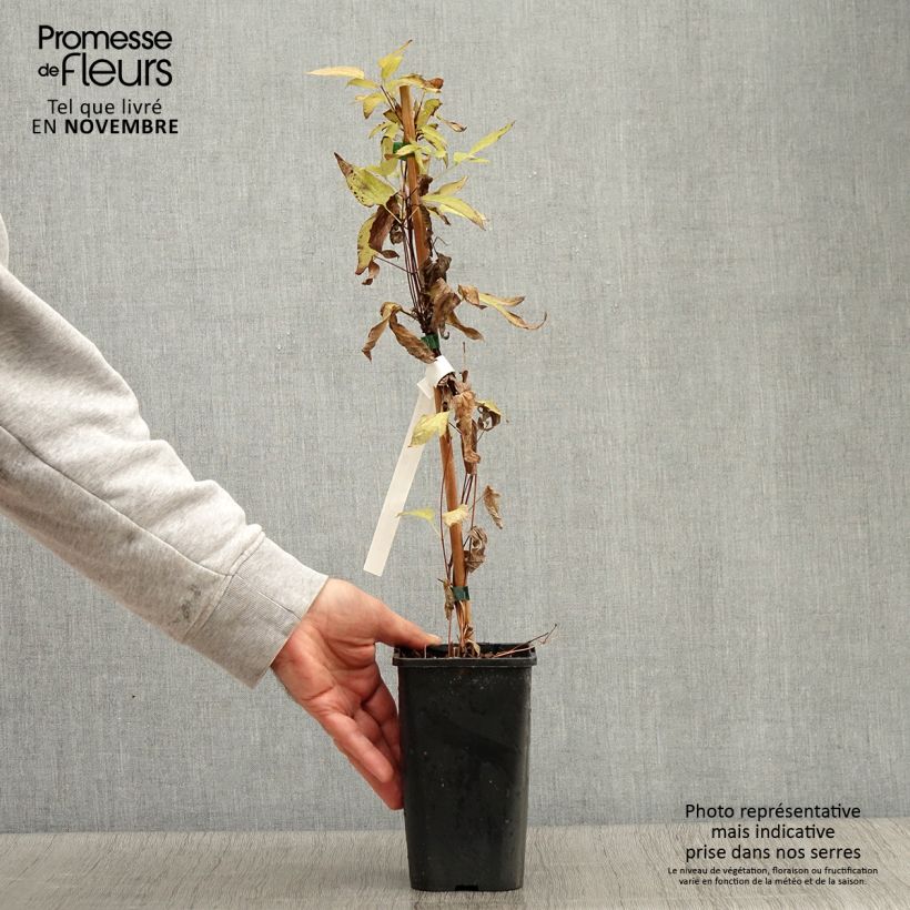Example of Clematis integrifolia Blue Boy - Stauden-Waldrebe Topf mit 1,5L/2L as you get in automne