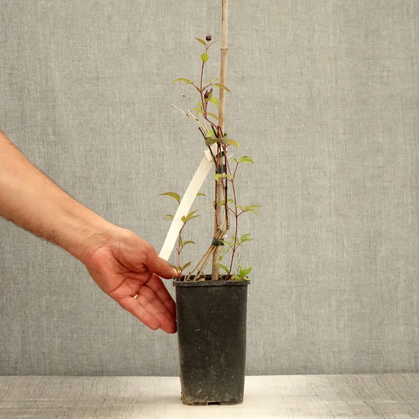 Exemplar von Clematis integrifolia Blue Boy - Stauden-Waldrebe Topf mit 1,5L/2L wie im Sommer geliefert
