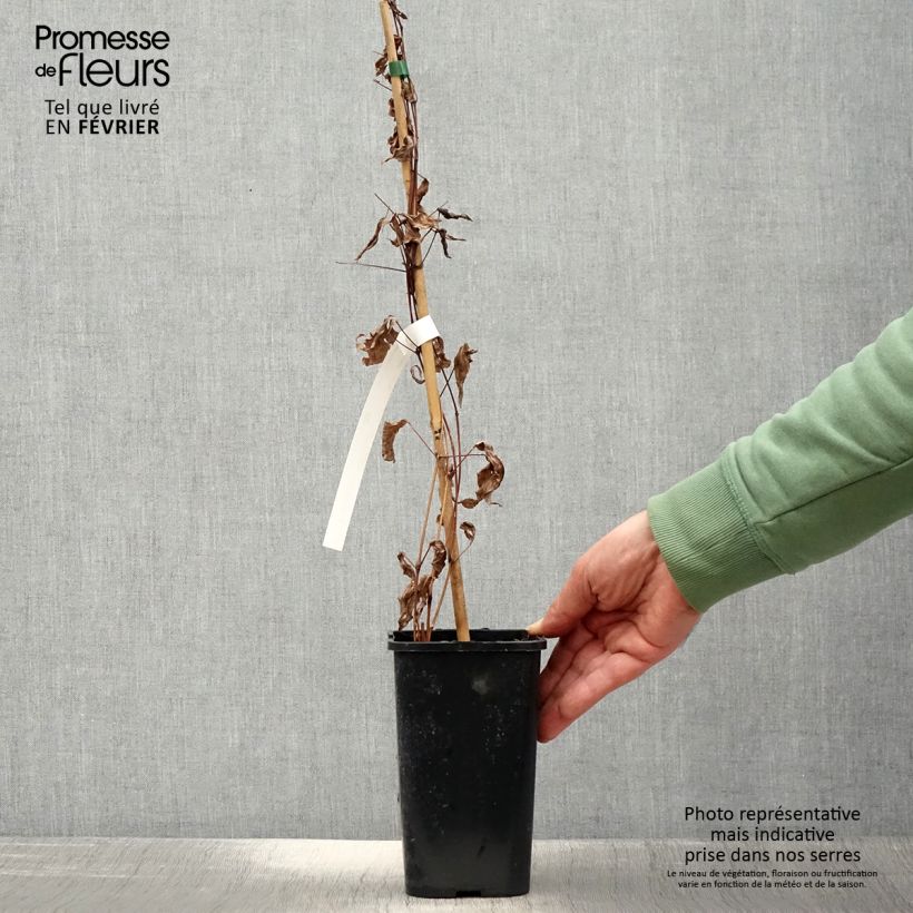 Exemplar von Clematis integrifolia Blue Boy - Stauden-Waldrebe Topf mit 1,5L/2L wie im Winter geliefert