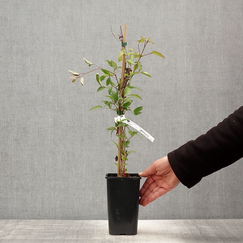 Exemplar von Clematis integrifolia Blue Boy - Stauden-Waldrebe Topf mit 1,5L/2L wie im Frühjahr geliefert