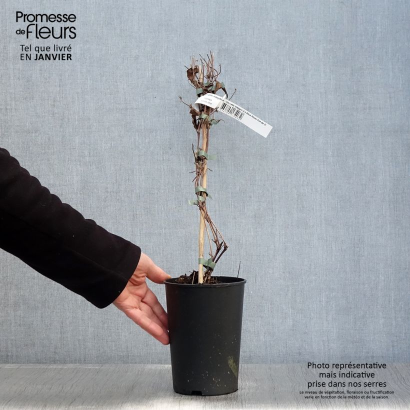 Exemplar von Clematis integrifolia Blue River - Stauden-Waldrebe Topf mit 2L/3L wie im Winter geliefert