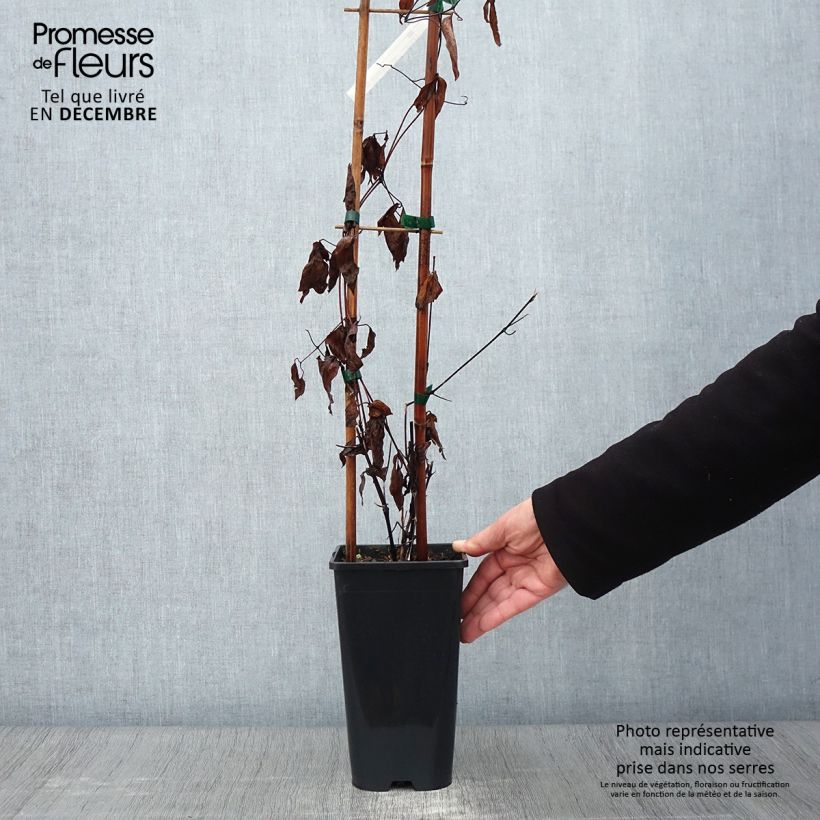 Example of Clematis integrifolia Saphyra Duo Rose - Stauden-Waldrebe Topf mit 2L/3L as you get in automne