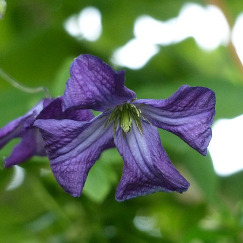 Clematis viticella - Waldrebe (Flowering)