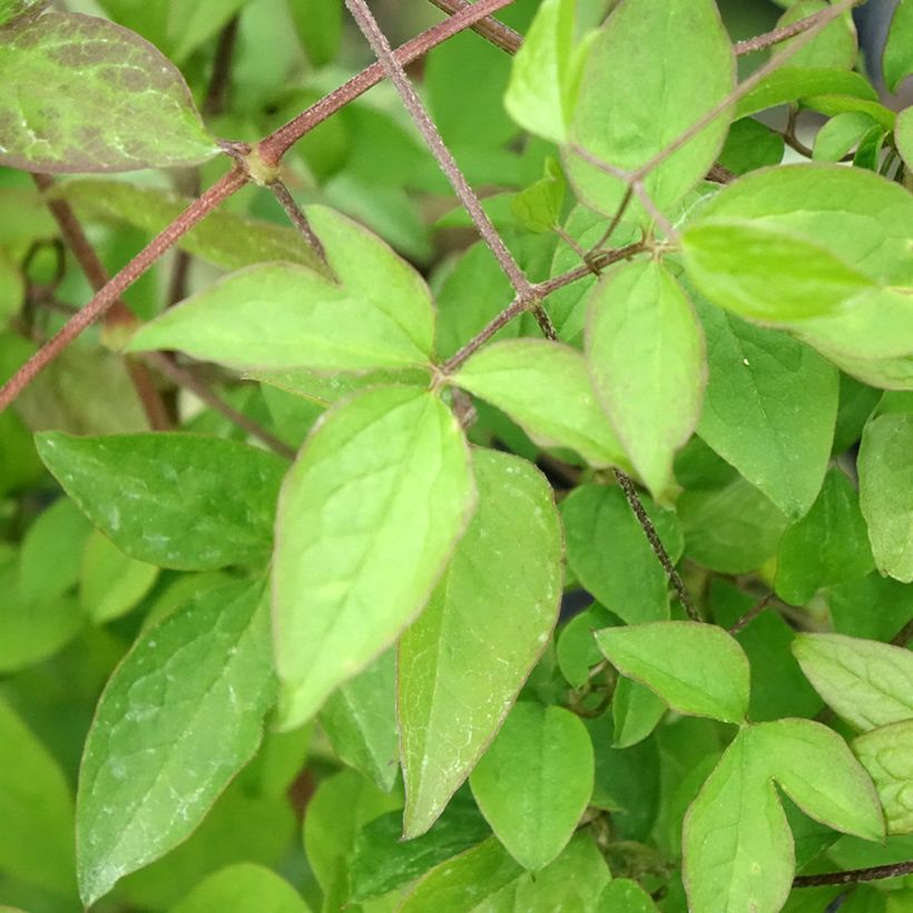 Clematis viticella - Waldrebe (Foliage)