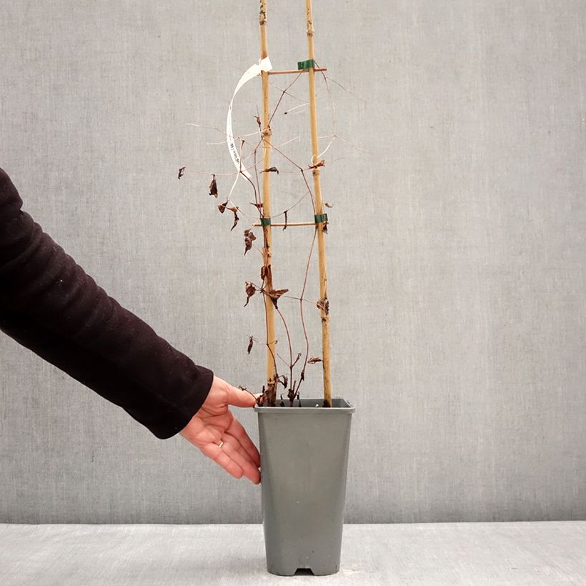 Exemplar von Clematis viticella Walemburg - Waldrebe Topf mit 1,5L/2L wie im Winter geliefert