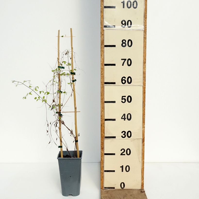 Exemplar von Clematis viticella Walemburg - Waldrebe Topf mit 1,5L/2L wie im Frühjahr geliefert