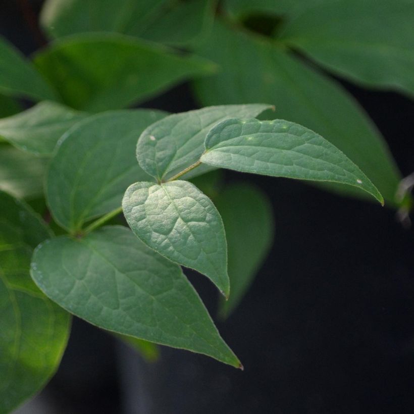 Waldrebe Jan Fopma - Clematis (Foliage)