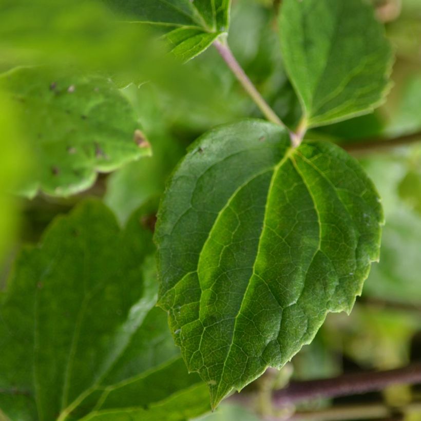 Clematis jouiniana Robert Brydon - Waldrebe (Foliage)