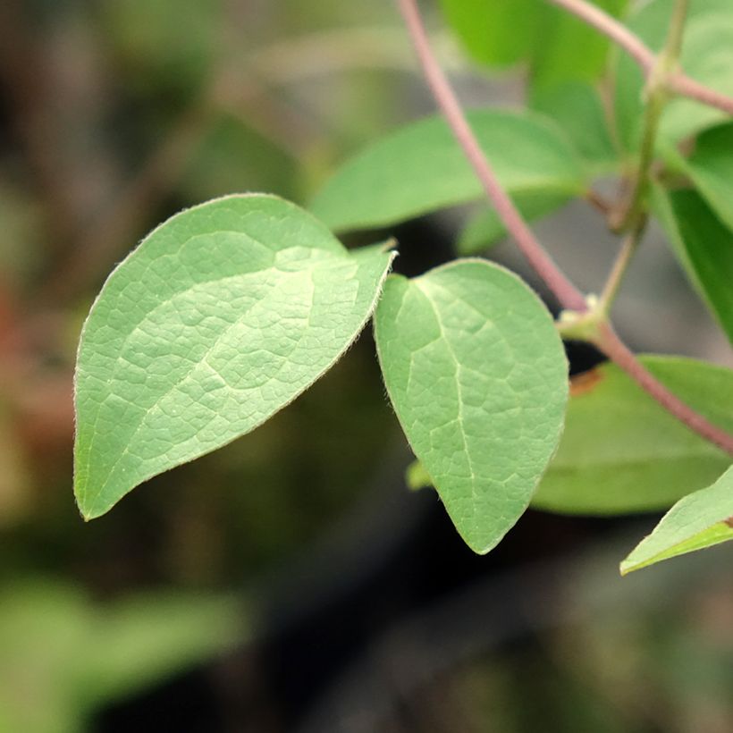 Clematis viticella Justa - Waldrebe (Foliage)