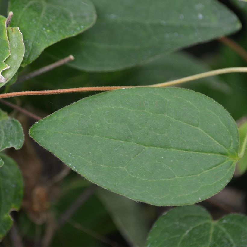 Waldrebe Juuli - Clematis (Foliage)