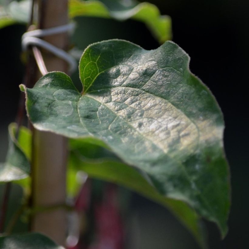 Waldrebe Kaen - Clematis (Foliage)