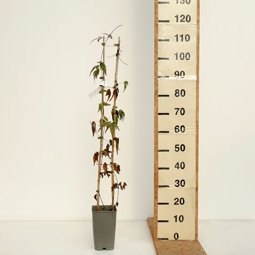 Exemplar von Waldrebe Lavallée n°1 - Clematis Topf mit 2L/3L wie im Herbst geliefert