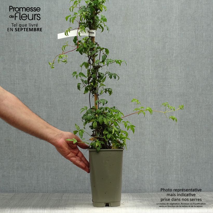 Example of Waldrebe Willy - Clematis macropetala Topf mit 2L/3L as you get in automne