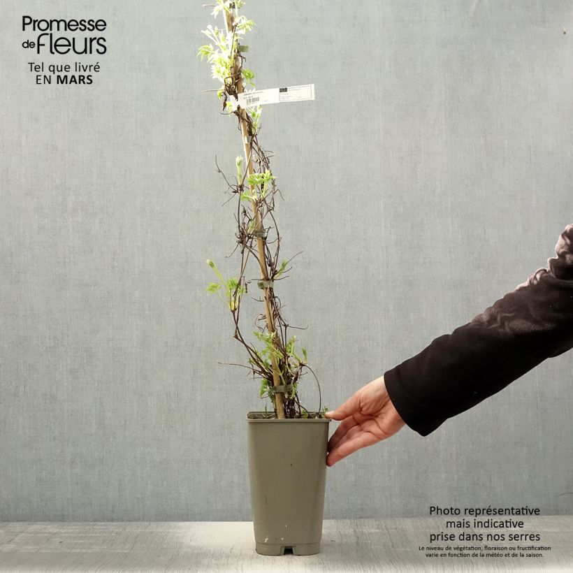 Exemplar von Waldrebe Willy - Clematis macropetala Topf mit 2L/3L wie im Frühjahr geliefert