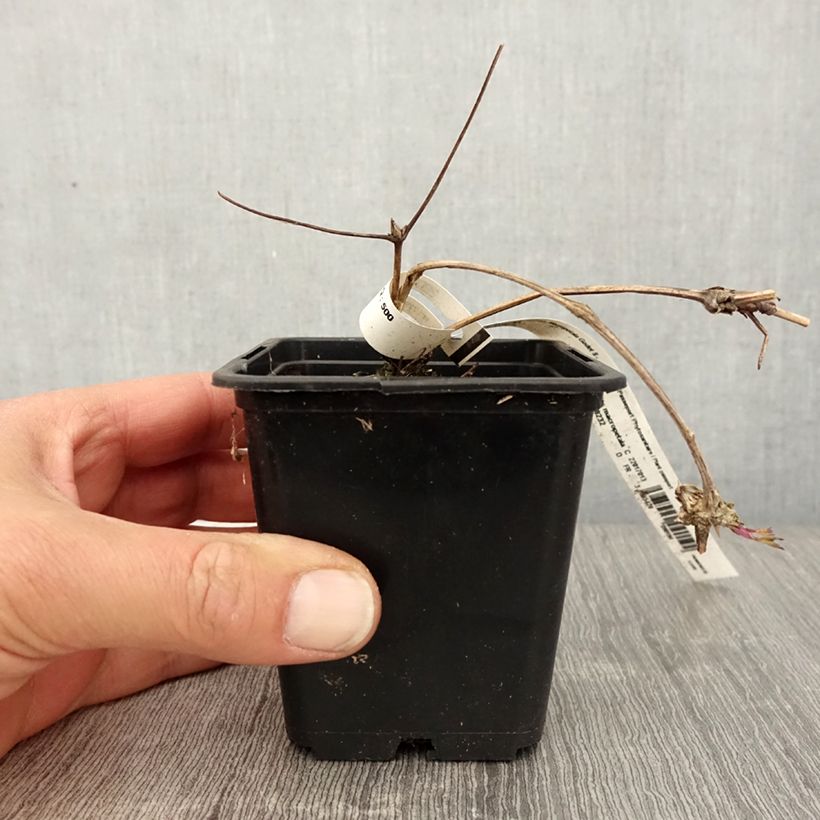 Exemplar von Clematis macropetala - Waldrebe Kleine Töpfe von 8/9 cm wie im Frühjahr geliefert