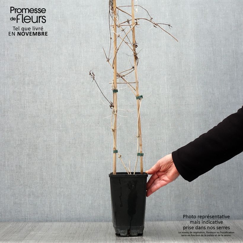 Example of Clematis macropetala - Waldrebe Topf mit 3L/4L as you get in automne