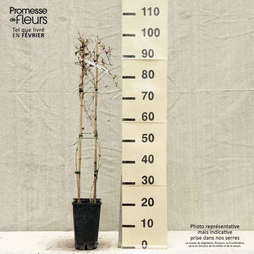 Exemplar von Clematis macropetala - Waldrebe Topf mit 3L/4L wie im Winter geliefert