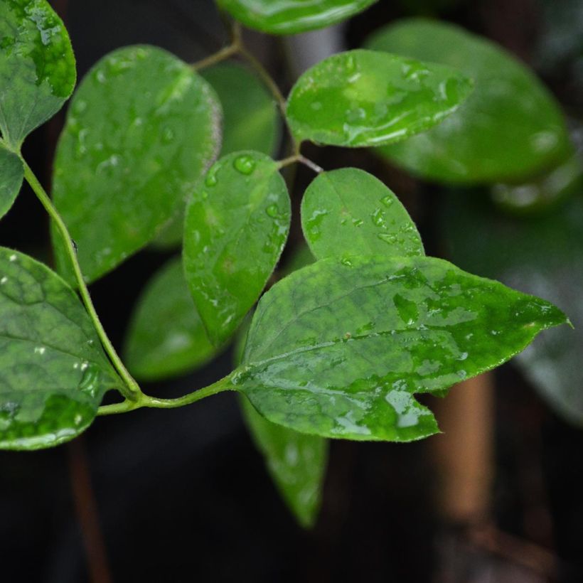 Clematis texensis Mienie Belle - Texas-Waldrebe (Foliage)