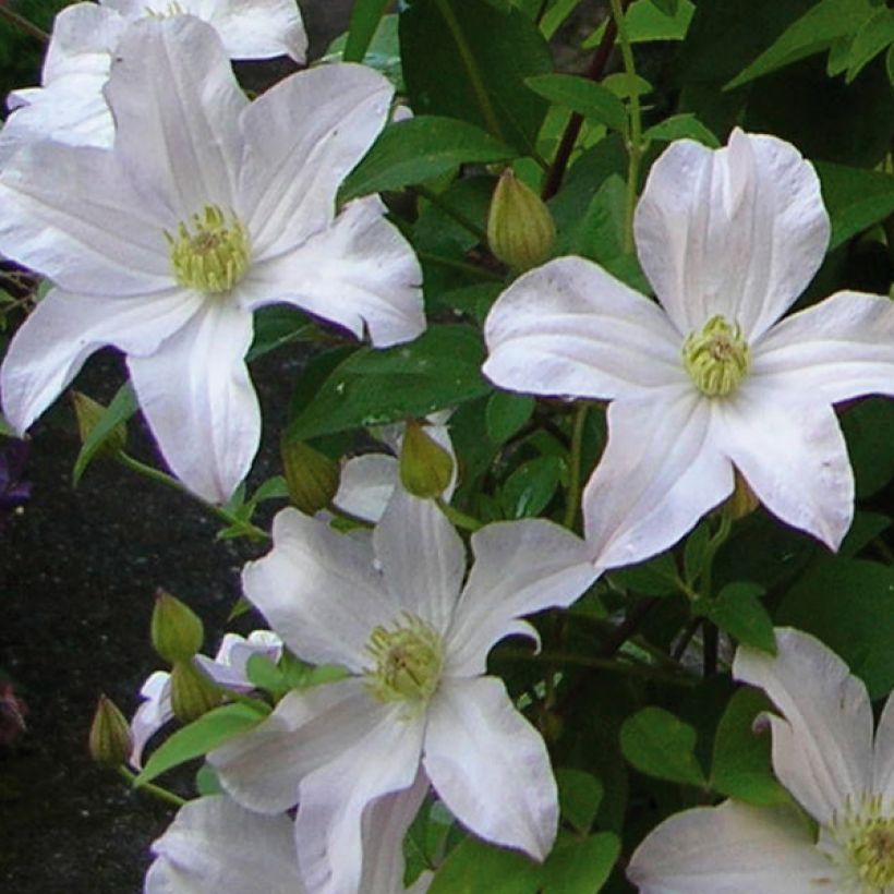 Waldrebe Mme Lecoultre - Clematis (Flowering)