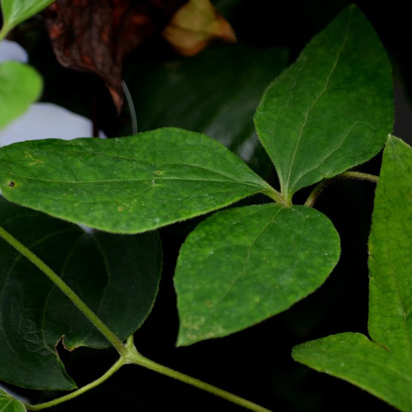 Waldrebe Mme Lecoultre - Clematis (Foliage)