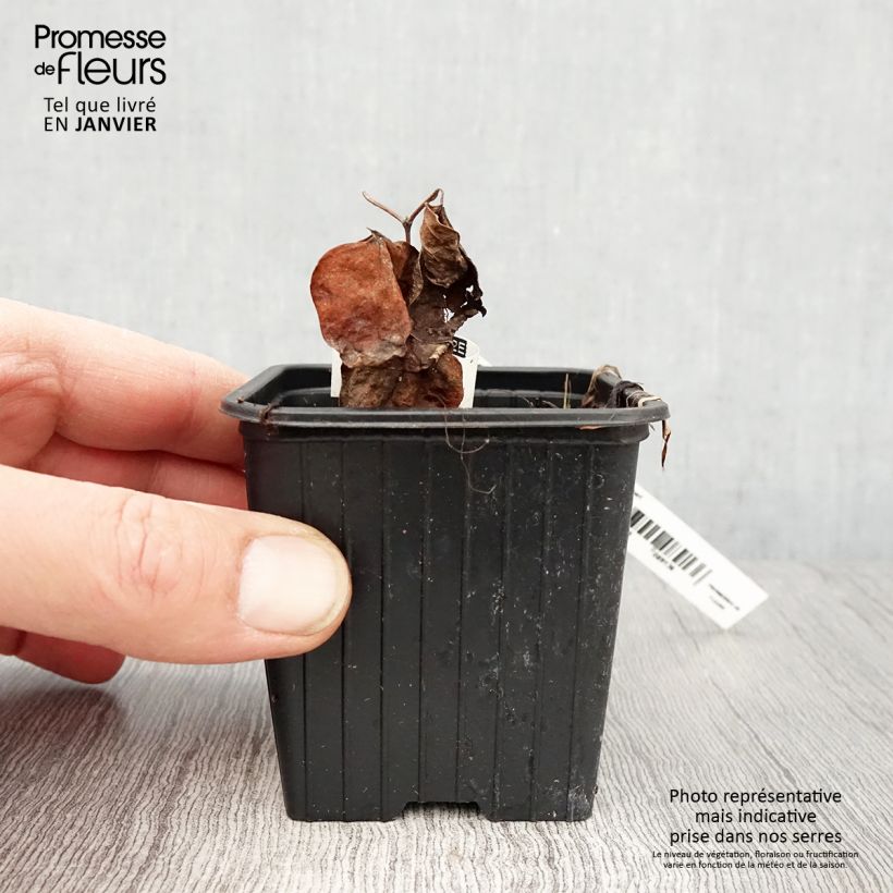 Exemplar von Waldrebe Mme Lecoultre - Clematis Kleine Töpfe von 8/9 cm wie im Winter geliefert