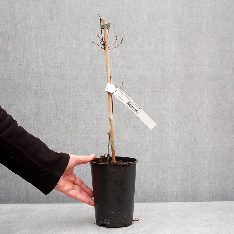 Exemplar von Waldrebe Mme Lecoultre - Clematis Topf mit 1,5L/2L wie im Winter geliefert