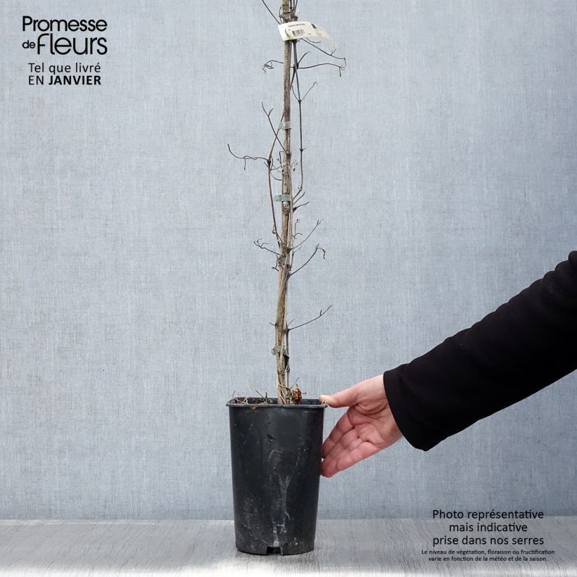 Exemplar von Waldrebe Mme Lecoultre - Clematis Topf mit 2L/3L wie im Winter geliefert