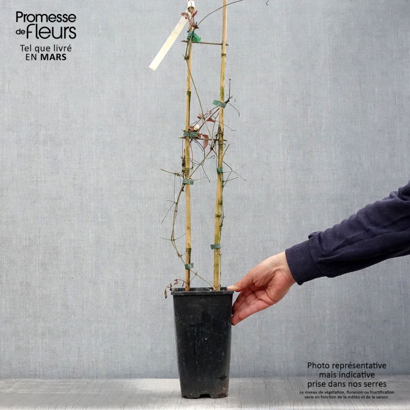 Exemplar von Waldrebe Mme Lecoultre - Clematis Topf mit 2L/3L wie im Frühjahr geliefert