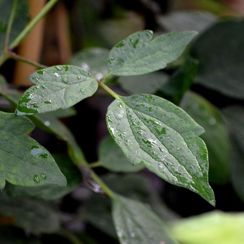 Clematis montana Mayleen - Berg-Waldrebe (Foliage)