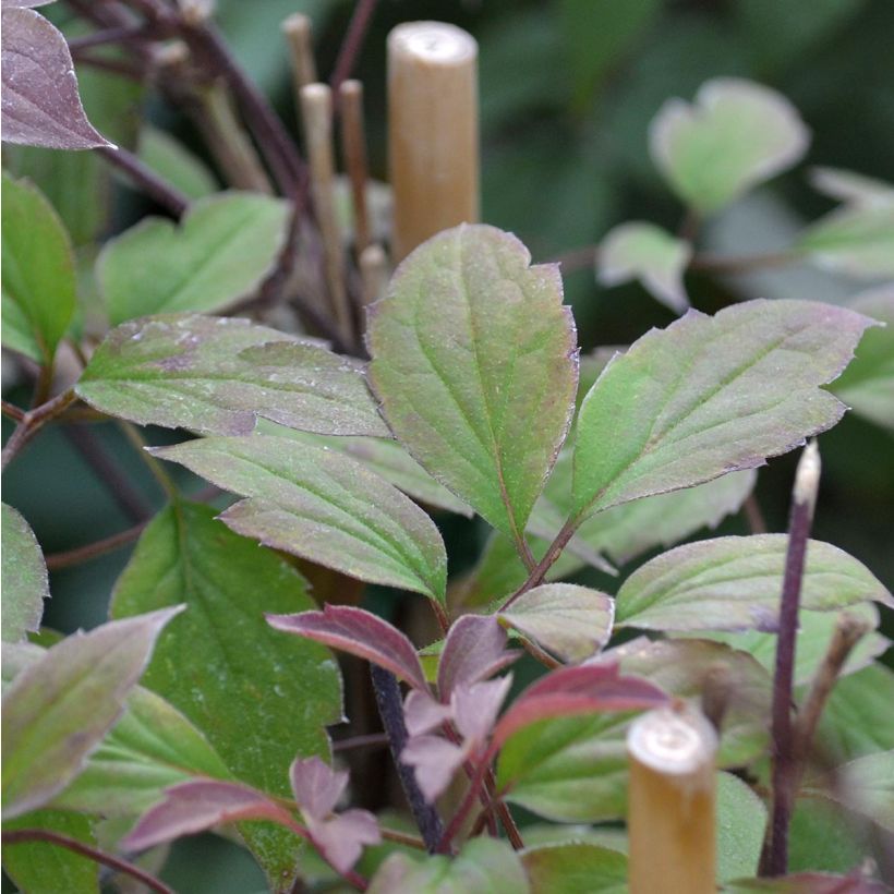Clematis montana Rosebud - Berg-Waldrebe (Foliage)
