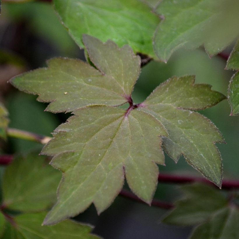 Waldrebe Sanssouci - Clematis (Foliage)