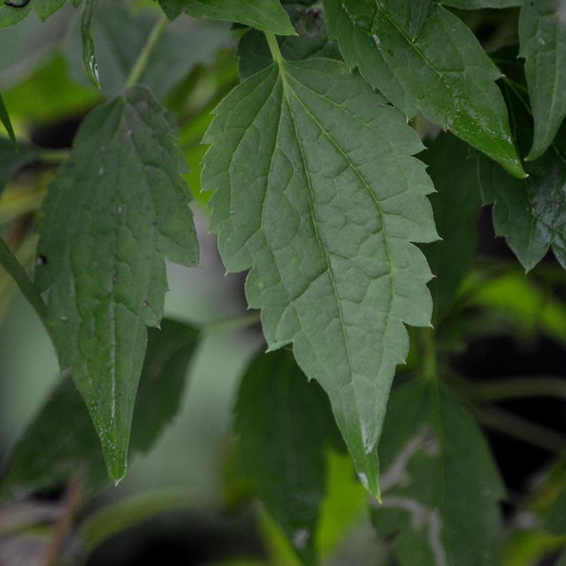 Clematis montana Wilsonii - Berg-Waldrebe (Foliage)