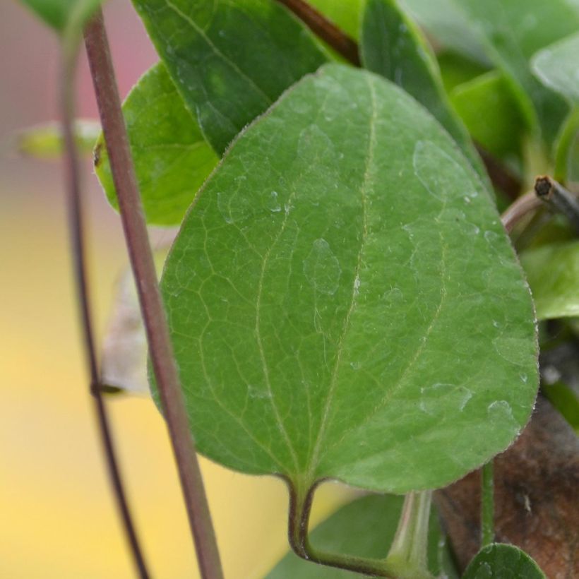 Waldrebe Multi Blue - Clematis (Foliage)