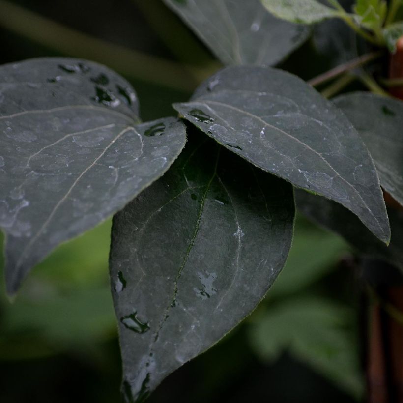 Clematis lanuginosa Nelly Moser - Waldrebe (Foliage)