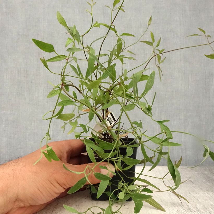 Example of Clematis flammula - Waldrebe Kleine Töpfe von 8/9 cm as you get in ete