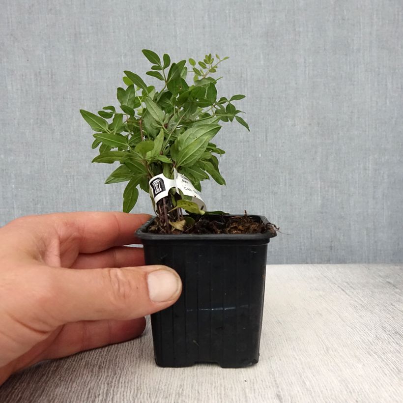 Exemplar von Clematis flammula - Waldrebe Kleine Töpfe von 8/9 cm wie im Frühjahr geliefert