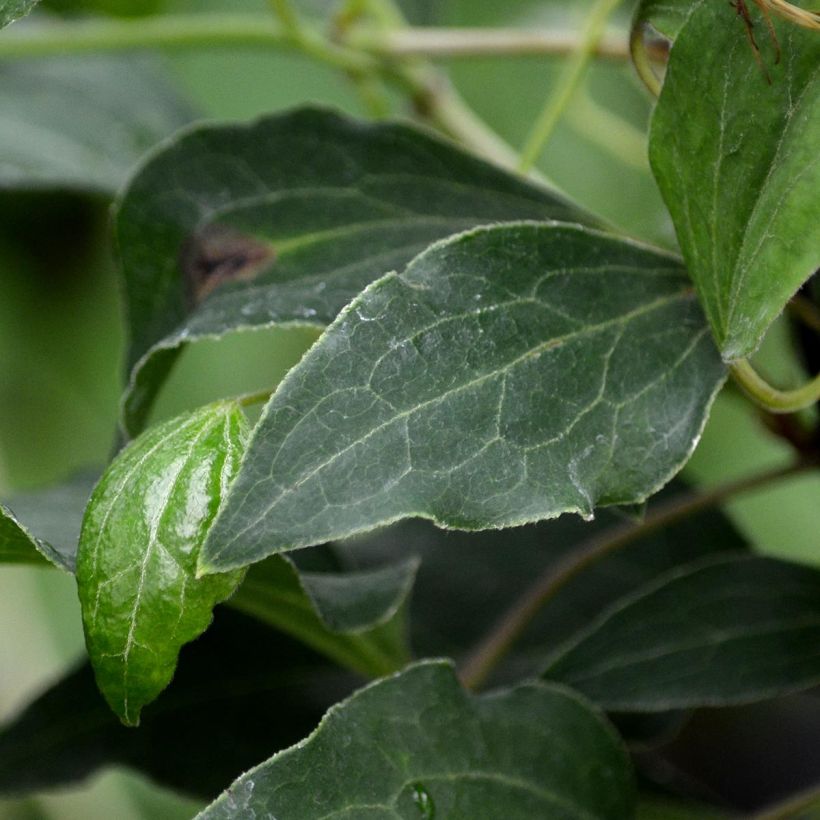 Waldrebe Omoshiro - Clematis (Foliage)