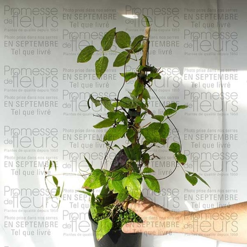 Example of Waldrebe Parasol - Clematis Topf mit 2L/3L as you get