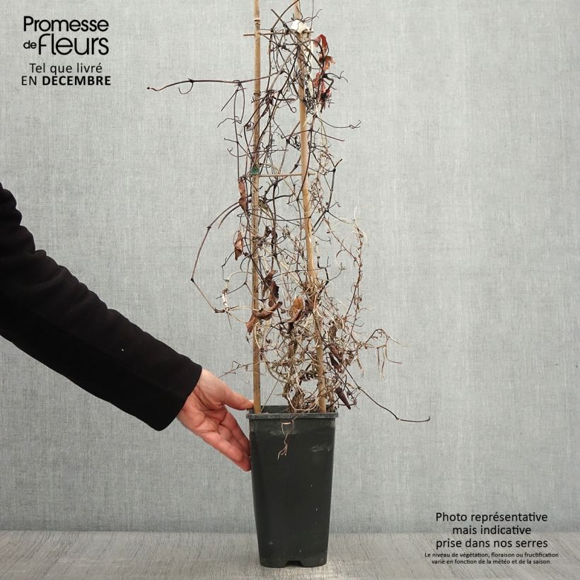 Example of Waldrebe Pink Celebration - Clematis Topf mit 2L/3L as you get in automne