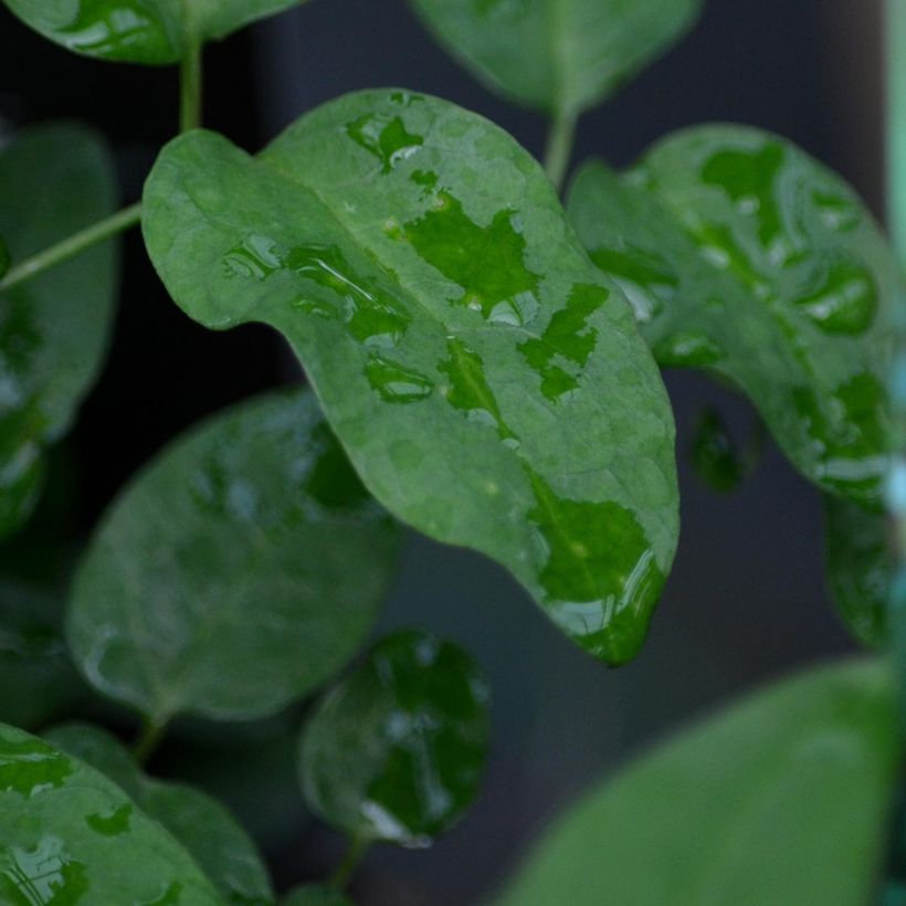 Clematis viorna Pitcheri - Waldrebe (Foliage)