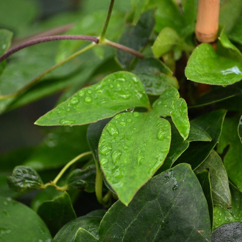 Waldrebe Prinsesse Alexandra - Clematis (Foliage)